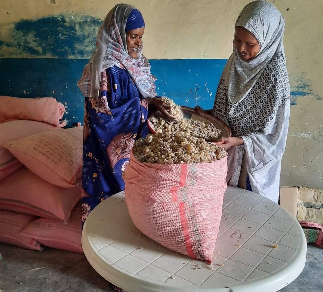 Frankincense resin sorters